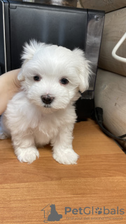 Foto №3. maltesisch. Russische Föderation