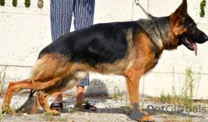 Foto №1. deutscher schäferhund - zum Verkauf in der Stadt Kiew | 505€ | Ankündigung № 7492