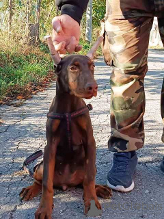 Foto №4. Ich werde verkaufen dobermann in der Stadt Belgrad.  - preis - verhandelt