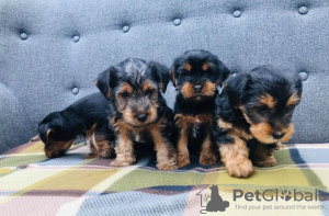 Foto №3. Teacup Yorkshire Terrier Welpe zur kostenlosen Adoption. Deutschland