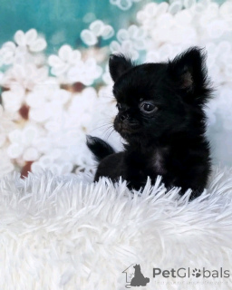 Foto №1. chihuahua - zum Verkauf in der Stadt Гамбург | 500€ | Ankündigung № 137776