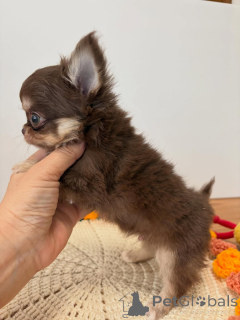 Foto №1. chihuahua - zum Verkauf in der Stadt Ceske Budejovice | 250€ | Ankündigung № 173764