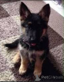 Foto №1. deutscher schäferhund - zum Verkauf in der Stadt Lissabon | 1000€ | Ankündigung № 165943