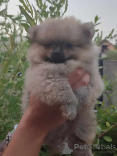 Foto №3. schöne pommersche Welpen. Serbien