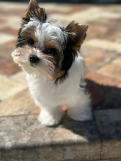 Foto №2 zu Ankündigung № 160548 zu verkaufen yorkshire terrier - einkaufen Frankreich 