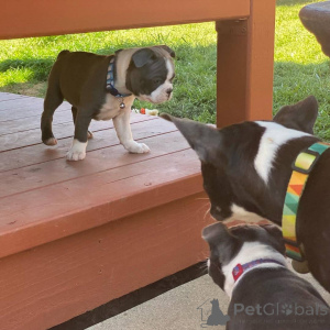 Foto №3. Boston Terrier-Welpen.. Großbritannien