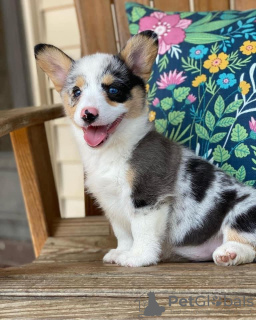 Foto №3. Hallo, ich heiße Cheyenne. USA