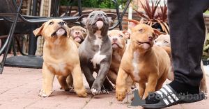 Foto №1. american bulldog - zum Verkauf in der Stadt Flemalle | 650€ | Ankündigung № 164838