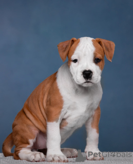 Foto №3. Wunderschöne Amstaff-Welpen warten auf ihre Besitzer, Zwinger Fighter.. Russische Föderation