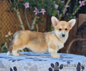 Foto №1. welsh corgi - zum Verkauf in der Stadt Bačka Topola | verhandelt | Ankündigung № 118255