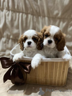Foto №3. King Charles Cavalier Spaniel. Serbien