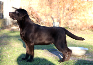 Foto №2 zu Ankündigung № 4733 zu verkaufen labrador retriever - einkaufen Ukraine züchter