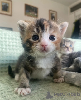 Foto №1. munchkin - zum Verkauf in der Stadt Hamburg | 350€ | Ankündigung № 149162