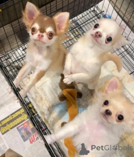 Foto №2 zu Ankündigung № 113475 zu verkaufen chihuahua - einkaufen Finnland quotient 	ankündigung, züchter