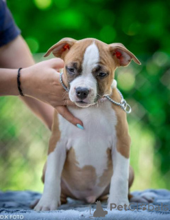 Foto №4. Ich werde verkaufen staffordshire bull terrier in der Stadt Zagreb.  - preis - verhandelt