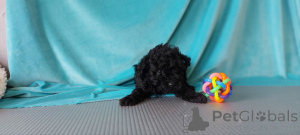 Foto №1. pudel (toy) - zum Verkauf in der Stadt Helsinki | 500€ | Ankündigung № 164028