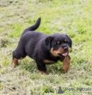 Foto №1. rottweiler - zum Verkauf in der Stadt Lisbon | 237€ | Ankündigung № 117807