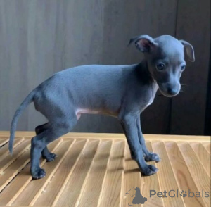 Foto №2 zu Ankündigung № 158713 zu verkaufen greyhound - einkaufen Deutschland quotient 	ankündigung