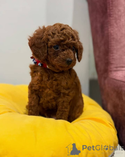 Foto №1. pudel (toy) - zum Verkauf in der Stadt Quebec City | verhandelt | Ankündigung № 160555