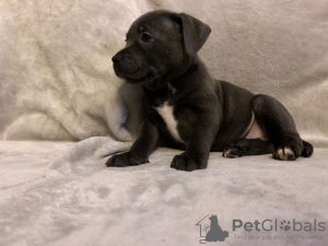 Foto №2 zu Ankündigung № 31235 zu verkaufen amerikanischer staffordshire terrier - einkaufen Polen quotient 	ankündigung