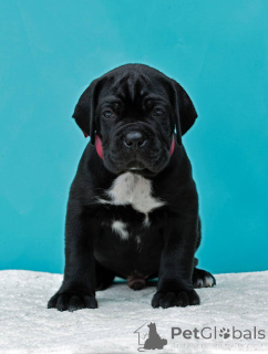 Foto №1.  - zum Verkauf in der Stadt Fort Lauderdale | verhandelt | Ankündigung № 139135