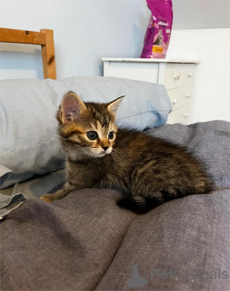 Foto №2 zu Ankündigung № 151656 zu verkaufen hauskatze - einkaufen Deutschland 