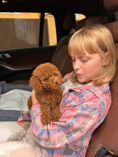 Foto №1. pudel (royal) - zum Verkauf in der Stadt Las Vegas | verhandelt | Ankündigung № 154263