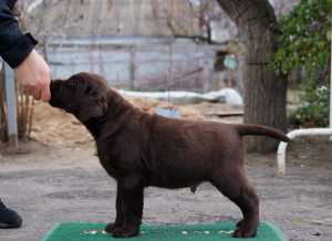 Foto №2 zu Ankündigung № 4171 zu verkaufen labrador retriever - einkaufen Ukraine 