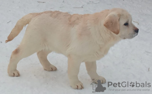 Zusätzliche Fotos: Labrador-Welpen