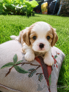 Foto №1. amerikanischer cocker spaniel, english cocker spaniel, english springer spaniel, welsh springer spaniel, irish water spaniel, cavalier king charles spaniel, cavalier king charles spaniel, clumber spaniel, russian spaniel, tibet-spaniel - zum Verkauf in der Stadt Helsinki | 1100€ | Ankündigung № 174760