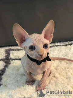 Foto №1. sphynx-katze - zum Verkauf in der Stadt Ливерпуль | 250€ | Ankündigung № 123517