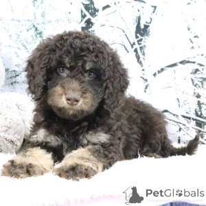 Foto №2 zu Ankündigung № 160903 zu verkaufen golden retriever - einkaufen Großbritannien quotient 	ankündigung