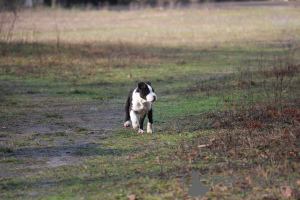 Foto №3. Amerikanischer Staffordshire Terrier. Serbien