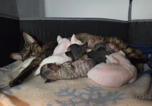 Foto №1. devon rex - zum Verkauf in der Stadt Berlenlen | 900€ | Ankündigung № 160324