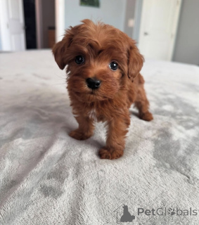 Foto №3. Dean Janet Kay Welpen Haus. USA