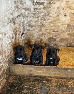 Foto №2 zu Ankündigung № 131707 zu verkaufen cane corso italiano - einkaufen Australien 