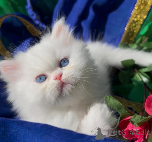 Foto №1. perserkatze - zum Verkauf in der Stadt Jenbach | 350€ | Ankündigung № 178587