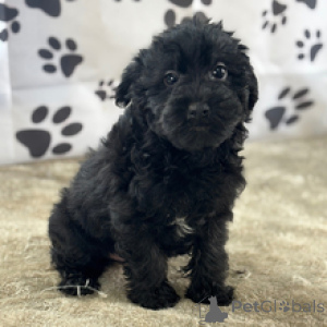 Foto №1. yorkshire terrier - zum Verkauf in der Stadt New York | 484€ | Ankündigung № 167064