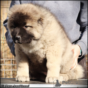 Zusätzliche Fotos: Kaukasische Schäferhundwelpen zu verkaufen