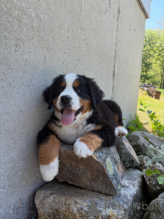 Foto №3. Süße Berner Sennenhund-Welpen bereit zum Mitnehmen. Deutschland