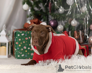 Foto №2 zu Ankündigung № 33371 zu verkaufen american pit bull terrier - einkaufen Russische Föderation züchter