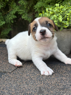 Foto №1. jack russell terrier - zum Verkauf in der Stadt Pjatigorsk | 162€ | Ankündigung № 147827