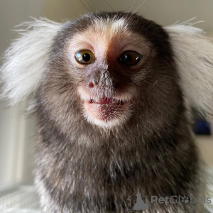 Foto №2 zu Ankündigung № 143850 zu verkaufen  - einkaufen Vereinigte Arabische Emirate züchter