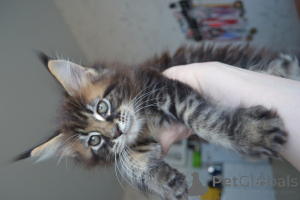 Foto №4. Ich werde verkaufen maine-coon-katze in der Stadt Irkutsk.  - preis - 485€