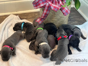 Foto №1. cane corso italiano - zum Verkauf in der Stadt Aalborg | 1€ | Ankündigung № 173407