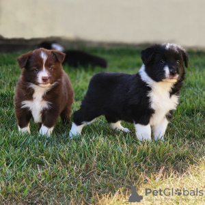 Foto №1. border collie - zum Verkauf in der Stadt Paris | verhandelt | Ankündigung № 120013