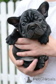 Foto №1. französische bulldogge - zum Verkauf in der Stadt Minsk | 625€ | Ankündigung № 173466