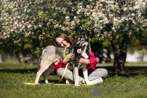 Foto №2 zu Ankündigung № 118863 zu verkaufen mischlingshund - einkaufen Russische Föderation quotient 	ankündigung, aus dem tierheim