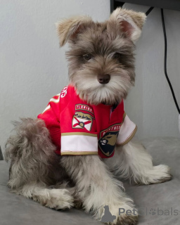 Foto №1. schnauzer - zum Verkauf in der Stadt Alavus | 550€ | Ankündigung № 169114