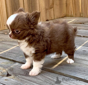 Foto №3. Szczenięta chihuahua Teacup do adopcji. Polen